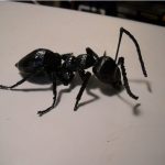 طرح سه بعدی مورچه