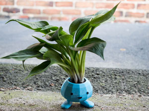 گلدون ادمکی 6